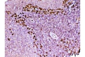 IHC testing of FFPE rat spleen tissue with ADA antibody at 1ug/ml. (ADA antibody  (AA 2-238))