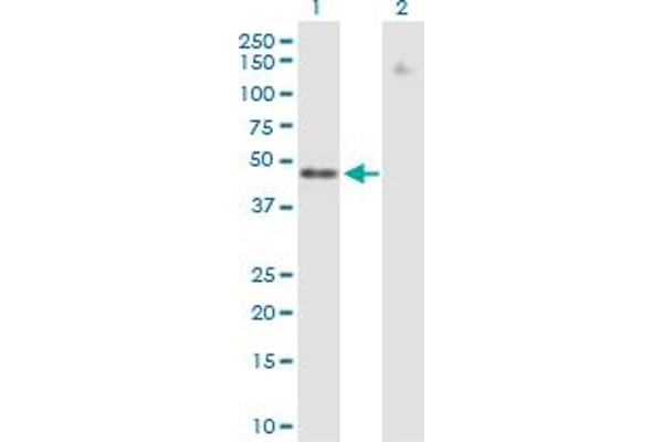 ZNF776 Antikörper  (AA 1-476)