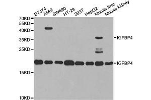 Western blot analysis of extracts of various cell lines, using IGFBP4 antibody. (IGFBP4 antibody  (AA 22-258))