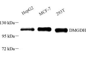 Western blot analysis of DMGDH (ABIN7073738) at dilution of 1: 500 (DMGDH antibody)