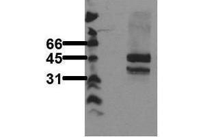 Western Blotting (WB) image for anti-Lymphoid Enhancer-Binding Factor 1 (LEF1) antibody (ABIN126828) (LEF1 antibody)