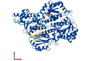 AlphaFold protein structure predicition of Human Recombinant PFKP Protein, UniprotID Q01813