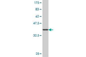 Western Blot detection against Immunogen (37. (PRPS1 antibody  (AA 1-100))