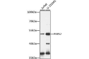 Western blot analysis of extracts of various cell lines, using P antibody (ABIN7269562) at 1:1000 dilution. (PARS2 antibody  (AA 30-220))