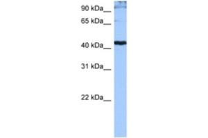 Western Blotting (WB) image for anti-serine/arginine-Rich Splicing Factor 6 (SRSF6) antibody (ABIN2462203)