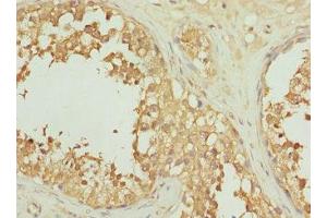 Immunohistochemistry of paraffin-embedded human testis tissue using ABIN7156243 at dilution of 1:100 (INHBC antibody  (AA 103-352))