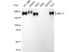 Western blotting analysis using ABCC1 antibody (ABIN7797684). (Recombinant ABCC1 antibody)
