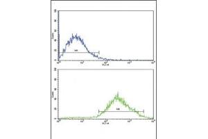 Flow cytometric analysis of Jurkat cells using DDR2 antibody (bottom histogram) compared to a negative control (top histogram). (DDR2 antibody)