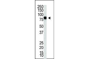 PIAS4 antibody  (C-Term)