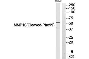 Western blot analysis of extracts from HepG2 cells, using MMP10 (Cleaved-Phe99) antibody. (MMP10 antibody  (Cleaved-Phe99))