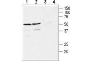 Western blot analysis of rat (lanes 1 and 3) and mouse (lanes 2 and 4) brain membranes: - 1,2. (GFRA4 antibody  (Extracellular, N-Term))