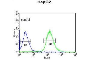 WAC Antibody (Center) flow cytometric analysis of HepG2 cells (right histogram) compared to a negative control cell (left histogram). (WAC antibody  (Middle Region))