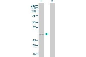 Western Blot analysis of PLP1 expression in transfected 293T cell line by PLP1 MaxPab polyclonal antibody. (PLP1 antibody  (AA 1-277))