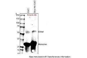 Sample Type: Purified Recombinant CLIC-1 Protein Primary Dilution: 1:1000Submitted By: Harpreet Singh, University of California Los Angeles