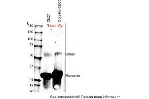 Sample Type: Purified Recombinant CLIC-1 Protein Primary Dilution: 1:1000Submitted By: Harpreet Singh, University of California Los Angeles (CLIC1 antibody  (N-Term))