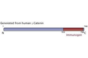 Image no. 3 for anti-Junction Plakoglobin (JUP) (AA 553-738) antibody (ABIN967860) (JUP antibody  (AA 553-738))