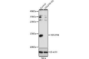 Western blot analysis of extracts from normal (control) and NDUFB4 knockout (KO) HeLa cells, using NDUFB4 antibody (ABIN6133349, ABIN6144476, ABIN6144477 and ABIN7101430) at 1:1000 dilution. (NDUFB4 antibody  (AA 1-90))