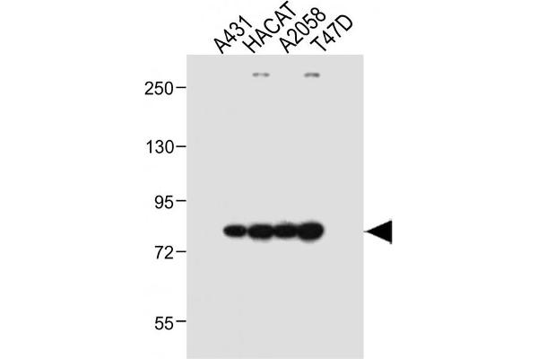 ALOXE3 antibody  (AA 223-252)