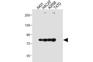 All lanes : Anti-ALOXE3 Antibody (Center) at 1:1000 dilution Lane 1: A431 whole cell lysate Lane 2: HACAT whole cell lysate Lane 3:  whole cell lysate Lane 4: T47D whole cell lysate Lysates/proteins at 20 μg per lane. (ALOXE3 antibody  (AA 223-252))
