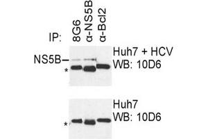 IP was carried out with NS5B specific mAb 8G6 using the lysates of Huh7 cells harboring selectable subgenomic HCV RNA replicon (upper panel) or plain Huh7 cells (lower panel). (HCV 1b NS5B antibody  (AA 77-86))