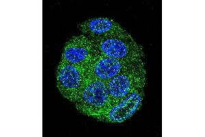 Confocal immunofluorescent analysis of FAT10 Antibody (C-term) (ABIN655263 and ABIN2837857) with HepG2 cell followed by Alexa Fluor 488-conjugated goat anti-rabbit lgG (green). (UBD antibody  (C-Term))