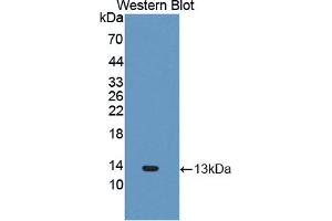 Figure. (CXCL11 antibody  (AA 159-258))