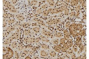 ABIN6269136 at 1/100 staining Rat kidney tissue by IHC-P. (FGFR1 antibody  (C-Term))