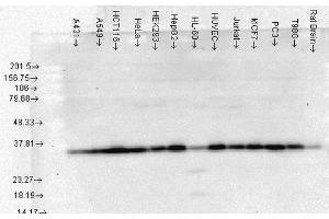 Western Blot analysis of Human Cell lysates showing detection of Hsp40 protein using Mouse Anti-Hsp40 Monoclonal Antibody, Clone 3B9. (DNAJB1 antibody)