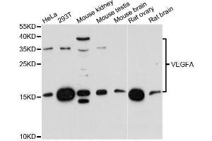 Western blot analysis of extracts of various cell lines, using VEGFA antibody. (VEGFA antibody  (AA 111-161))