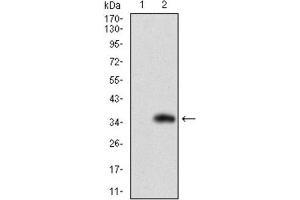 Western Blotting (WB) image for anti-Solute Carrier Family 27 (Fatty Acid Transporter), Member 2 (SLC27A2) (AA 346-405) antibody (ABIN1845739) (SLC27A2 antibody  (AA 346-405))