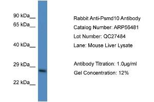 Western Blotting (WB) image for anti-Proteasome (Prosome, Macropain) 26S Subunit, Non-ATPase, 10 (PSMD10) (N-Term) antibody (ABIN2786728)