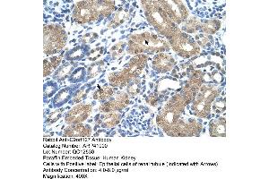 Rabbit Anti-C9orf127 Antibody  Paraffin Embedded Tissue: Human Kidney Cellular Data: Epithelial cells of renal tubule Antibody Concentration: 4.