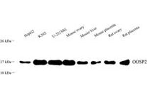 Western blot analysis of OOSP2 (ABIN7075088),at dilution of 1: 800 (PLAC1L antibody)