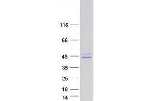 Validation with Western Blot (SHOX2 Protein (Transcript Variant 3) (Myc-DYKDDDDK Tag))