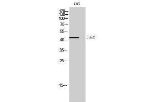 Western Blotting (WB) image for anti-Caudal Type Homeobox 2 (CDX2) (Ser240) antibody (ABIN3183850) (CDX2 antibody  (Ser240))