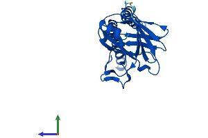 AlphaFold protein structure predicition of Mouse Recombinant Mtco2 Protein, UniprotID P00405 (COX2 Protein (AA 1-227) (His tag))