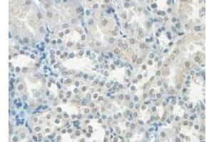 Immunohistochemical analysis of paraffin-embedded human fetal kidney showing cytoplasmic staining with HHLA3 polyclonal antibody  at a 1 : 100 dilution. (HHLA3 antibody  (AA 1-122))
