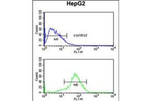 Flow cytometric analysis of HepG2 cells (bottom histogram) compared to a negative control cell (top histogram). (RSAD1 antibody  (C-Term))