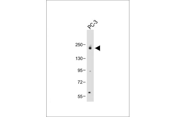SPAG9 antibody  (N-Term)