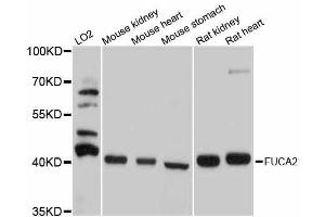 Western blot analysis of extracts of various cell lines, using FUCA2 antibody. (FUCA2 antibody  (AA 118-467))