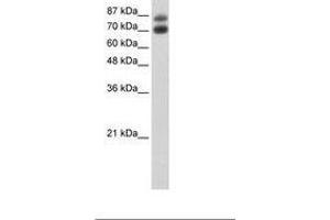 Image no. 3 for anti-Heterogeneous Nuclear Ribonucleoprotein U-Like 1 (HNRNPUL1) (C-Term) antibody (ABIN203251) (HNRNPUL1 antibody  (C-Term))