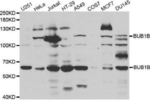 Western blot analysis of extracts of various cell lines, using BUB1B antibody (ABIN5970893) at 1/1000 dilution. (BUB1B antibody)