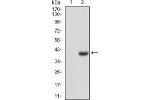Western blot analysis using CD7 mAb against HEK293 (1) and CD7 (AA: 72-175)-hIgGFc transfected HEK293 (2) cell lysate. (CD7 antibody  (AA 72-175))