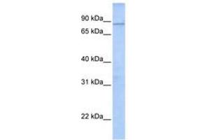 Image no. 1 for anti-WD and Tetratricopeptide Repeats 1 (Wdtc1) (AA 144-193) antibody (ABIN6741285) (WDTC1 antibody  (AA 144-193))