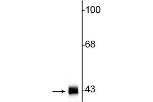 Western blot of rat hippocampal lysate showing specific immunolabeling of the ~42 kDa actin protein. (Actin antibody)