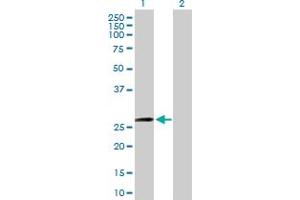 ZFYVE21 antibody  (AA 1-234)