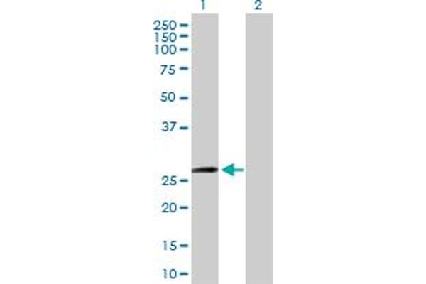 ZFYVE21 Antikörper  (AA 1-234)