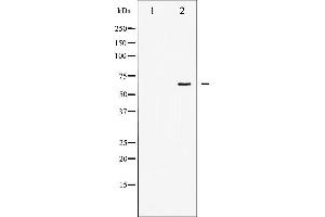 Western blot analysis of SHP-1 expression in NIH-3T3 whole cell lysates,The lane on the left is treated with the antigen-specific peptide.