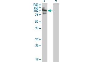 Western Blot analysis of RNF10 expression in transfected 293T cell line by RNF10 MaxPab polyclonal antibody. (RNF10 antibody  (AA 1-811))