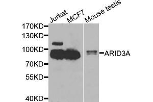 Western blot analysis of extracts of various cell lines, using ARID3A antibody (ABIN5975618) at 1/1000 dilution. (ARID3A antibody)